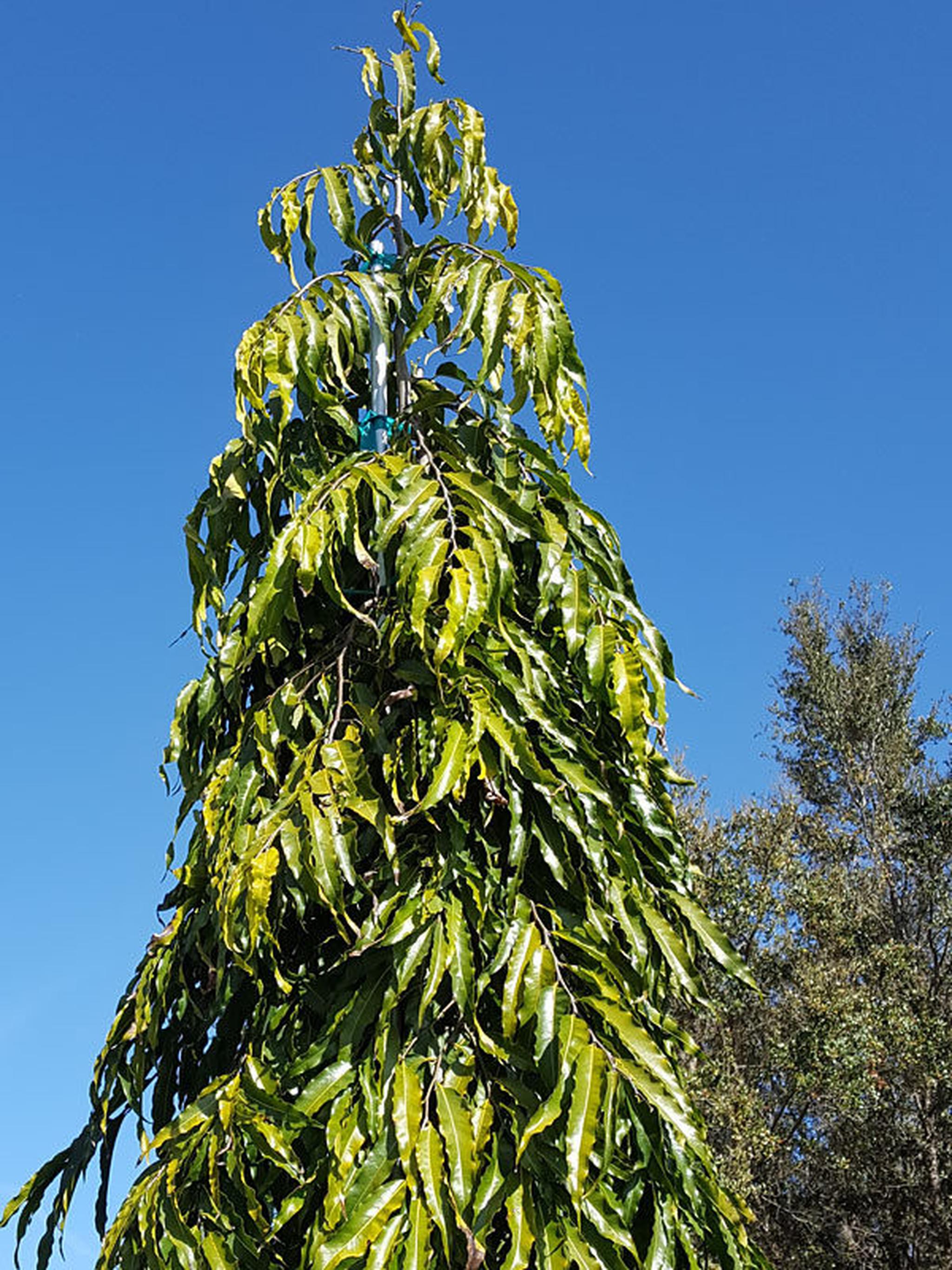 Polyalthia longifolia(Sonn.)